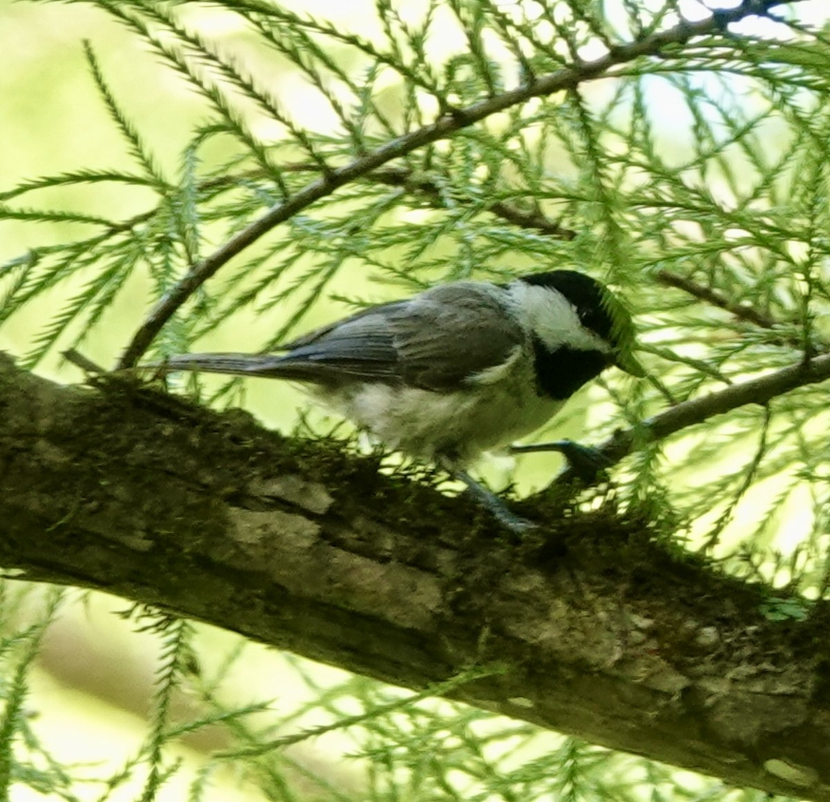 Carolina Chickadee - ML638800975