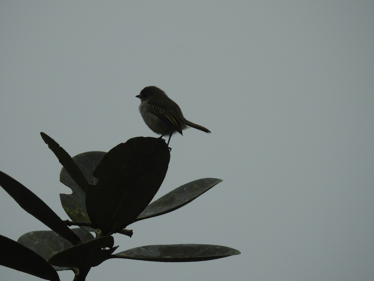 Mistletoe Tyrannulet - ML638800990