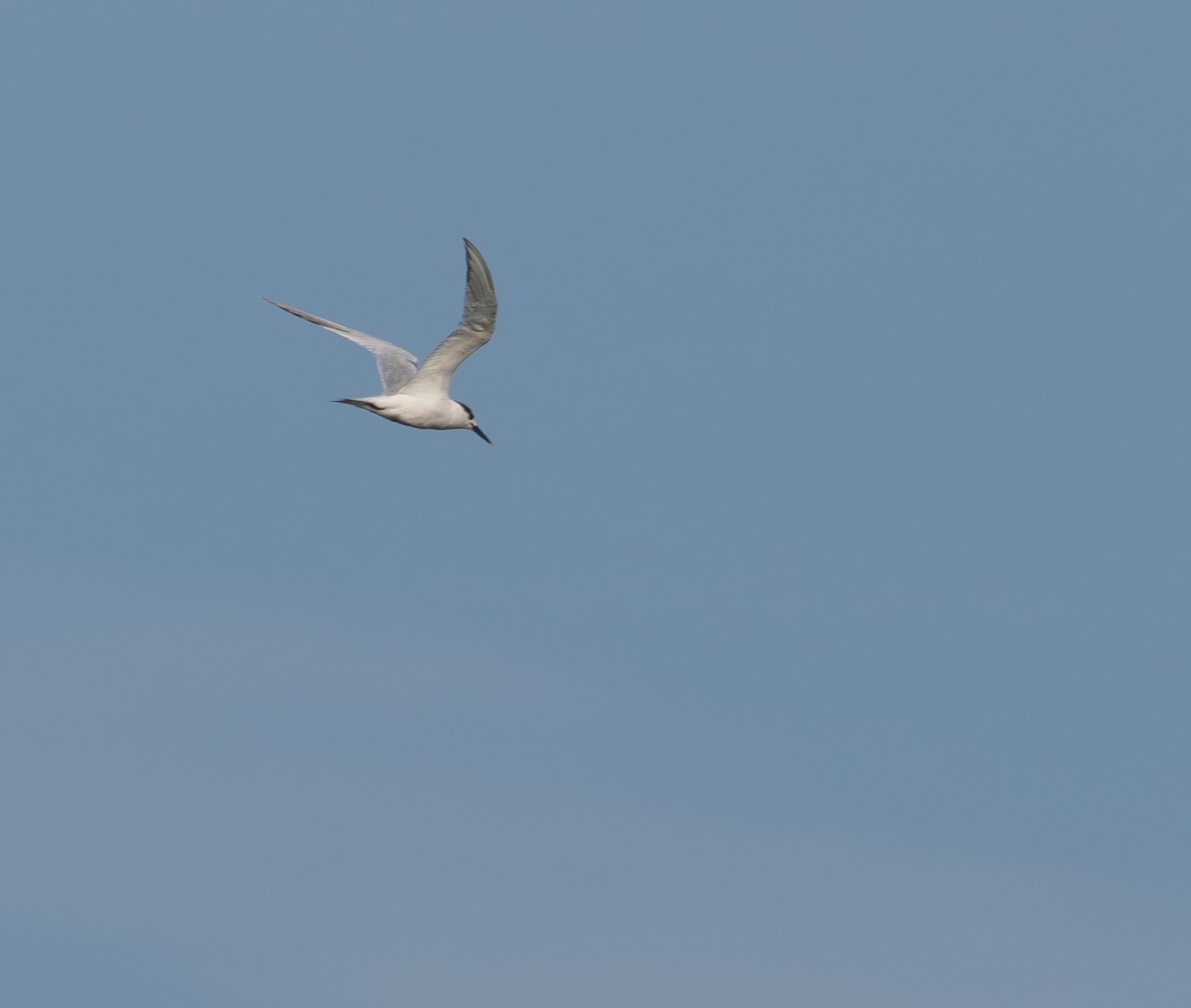 Beccapesci (sandvicensis) - ML638801030