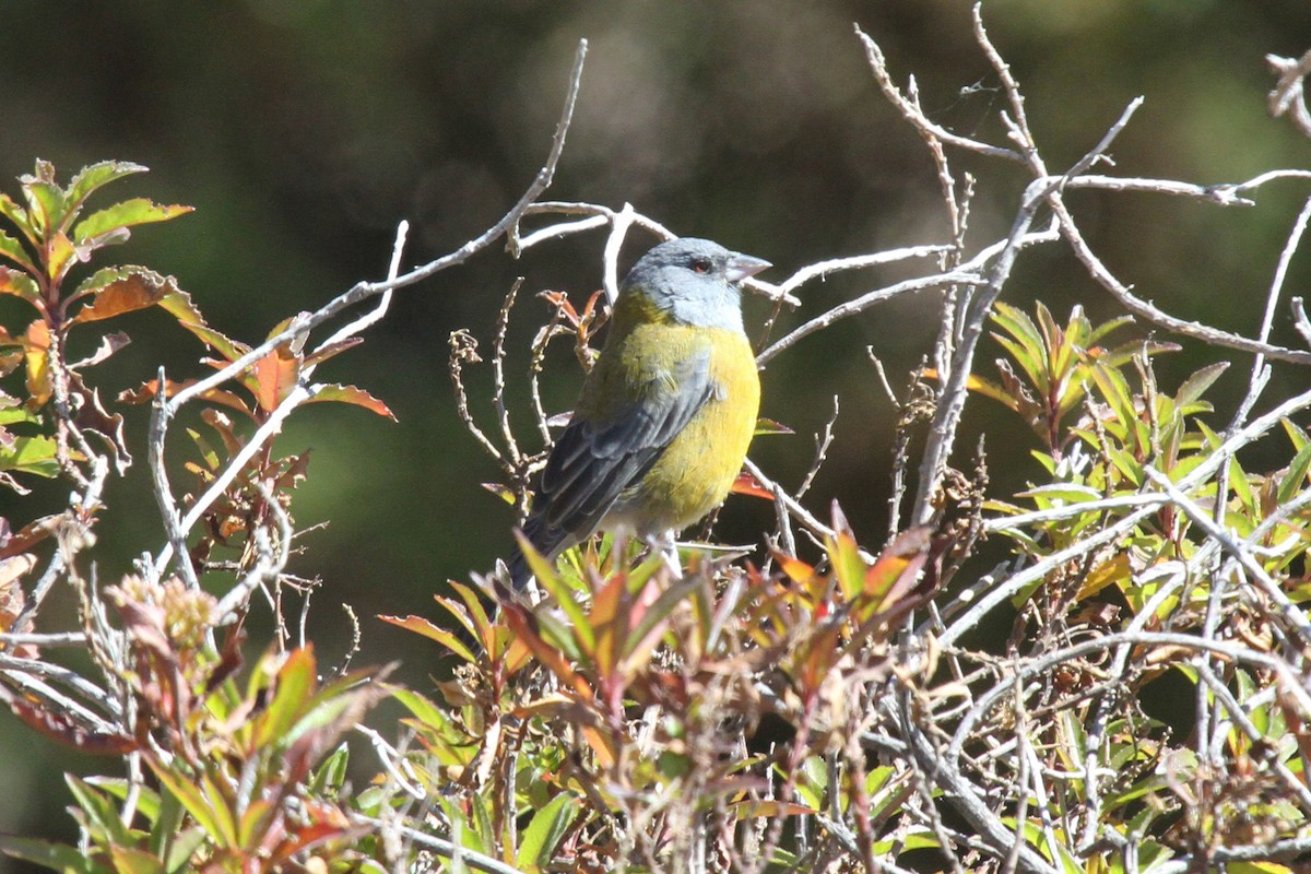 Peruvian Sierra Finch - ML638801034