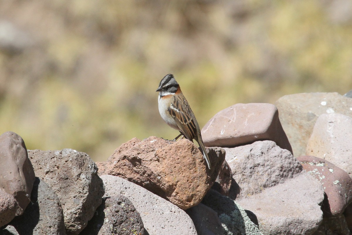 Rufous-collared Sparrow - ML638801042