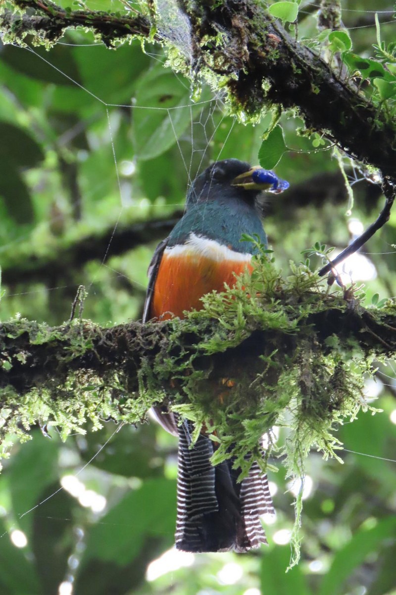 Collared Trogon (Orange-bellied) - ML638801074