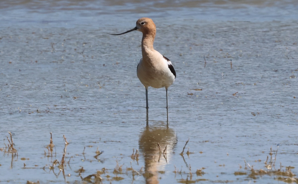 American Avocet - ML638801096