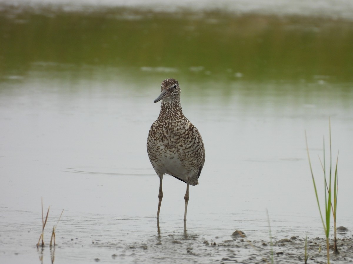 Willet (Eastern) - ML638801195