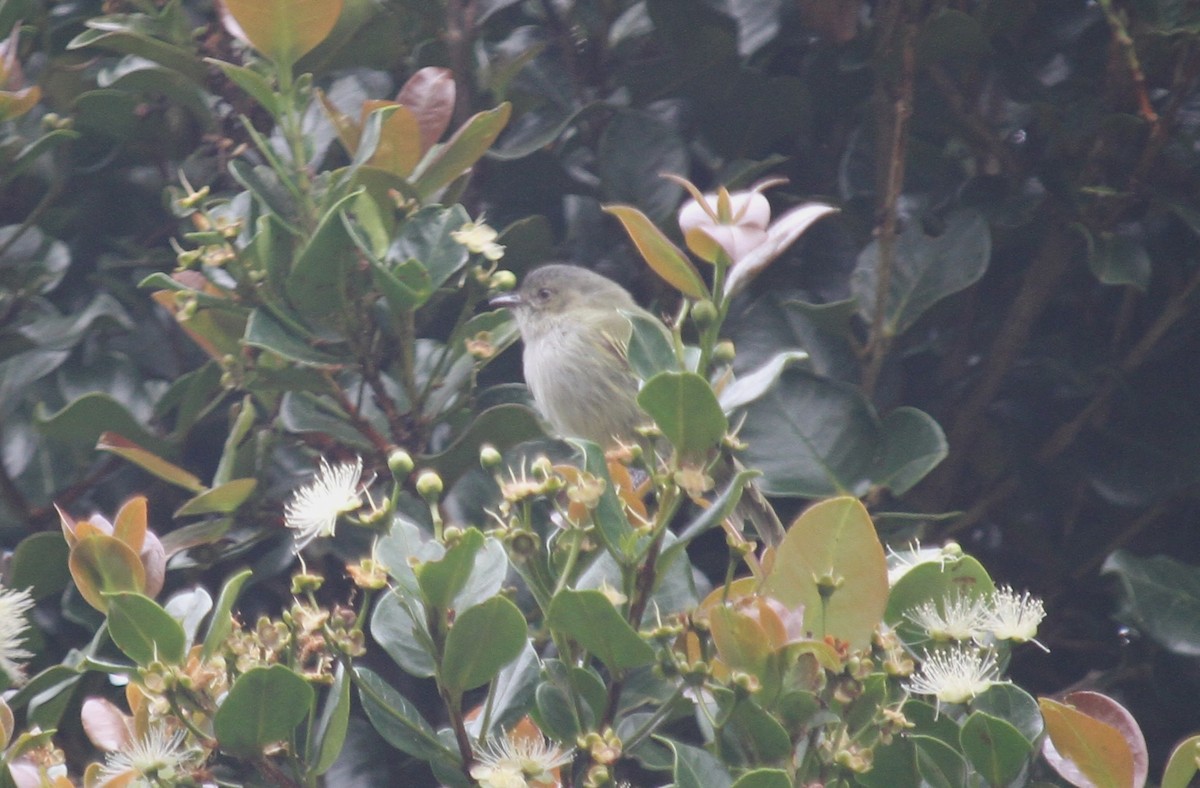 Mistletoe Tyrannulet - ML638801199