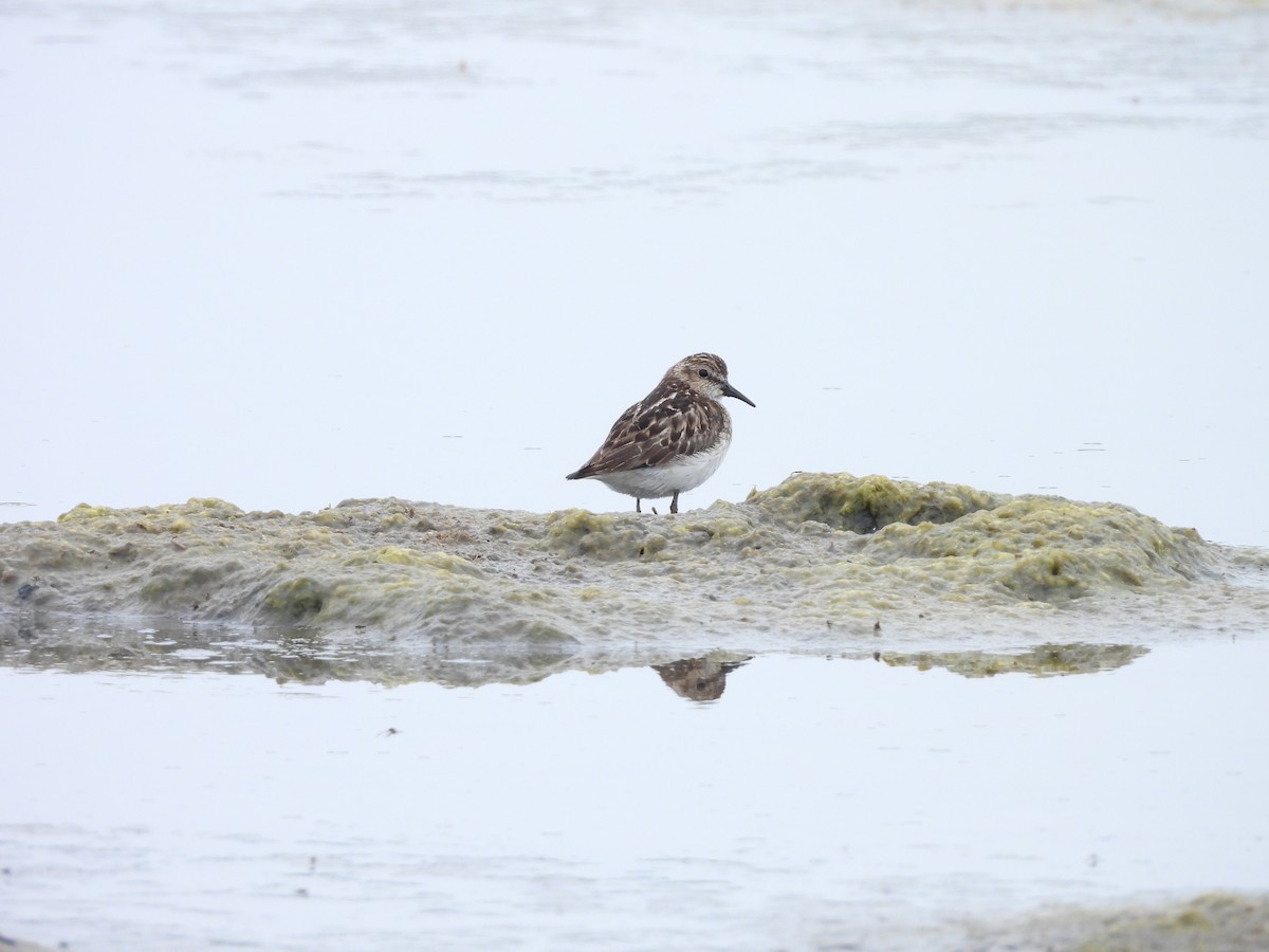 Least Sandpiper - ML638801208