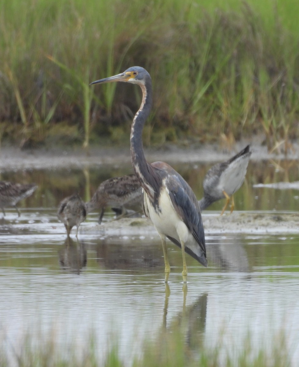 Tricolored Heron - ML638801218