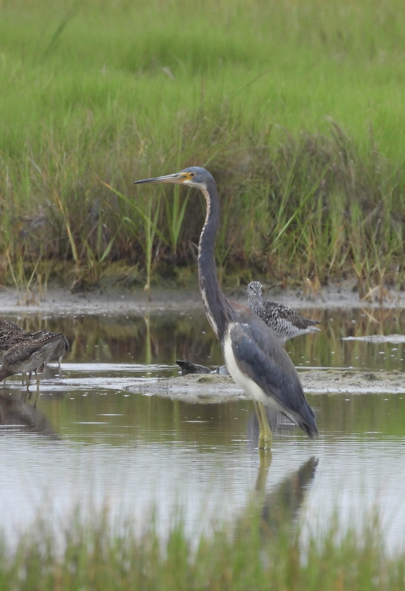 Tricolored Heron - ML638801219