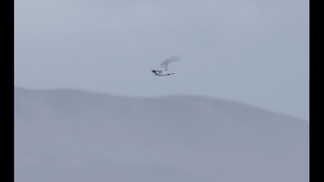Peruvian Tern - ML638801265
