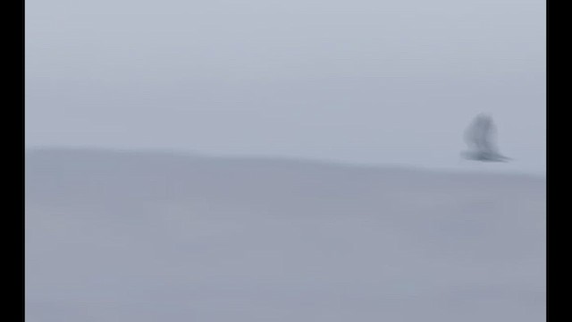 Peruvian Tern - ML638801266