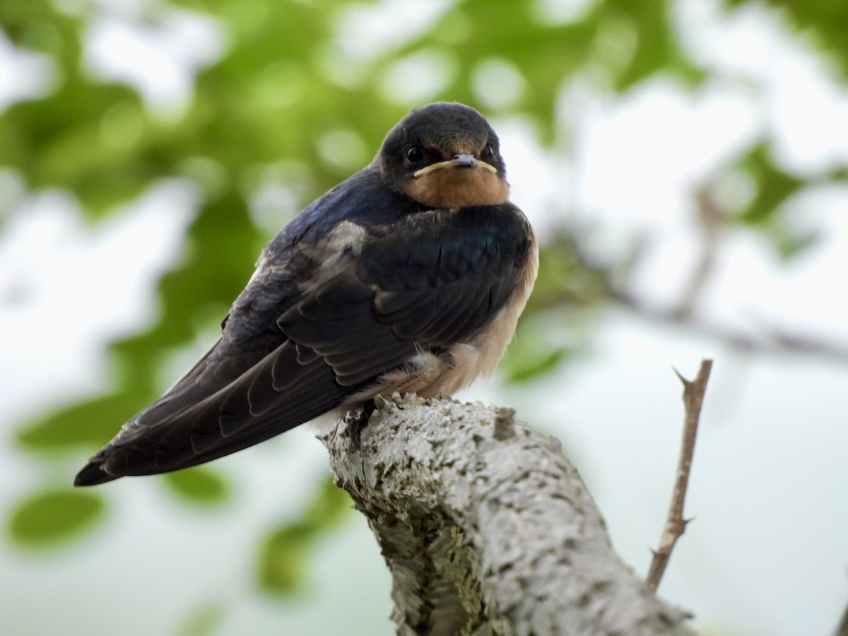 Barn Swallow (American) - ML638801267