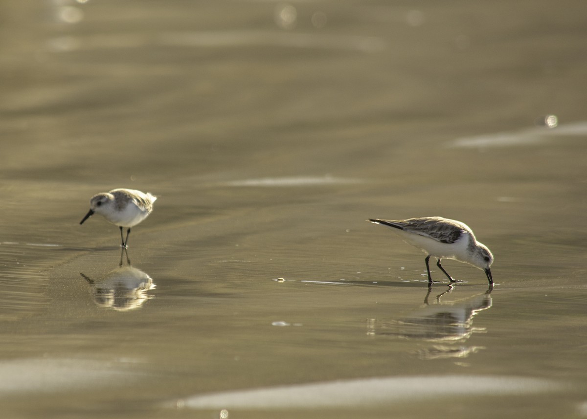 Bergstrandläufer - ML638801327