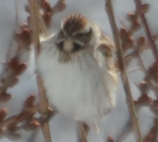 strnad rákosní - ML638801329