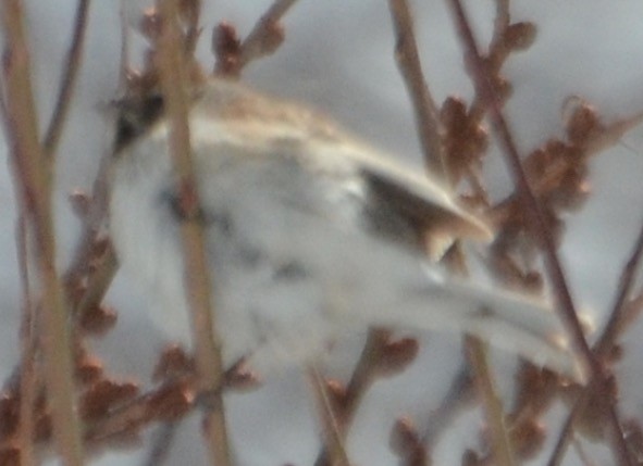 strnad rákosní - ML638801336