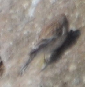 konopka žlutozobá - ML638801346