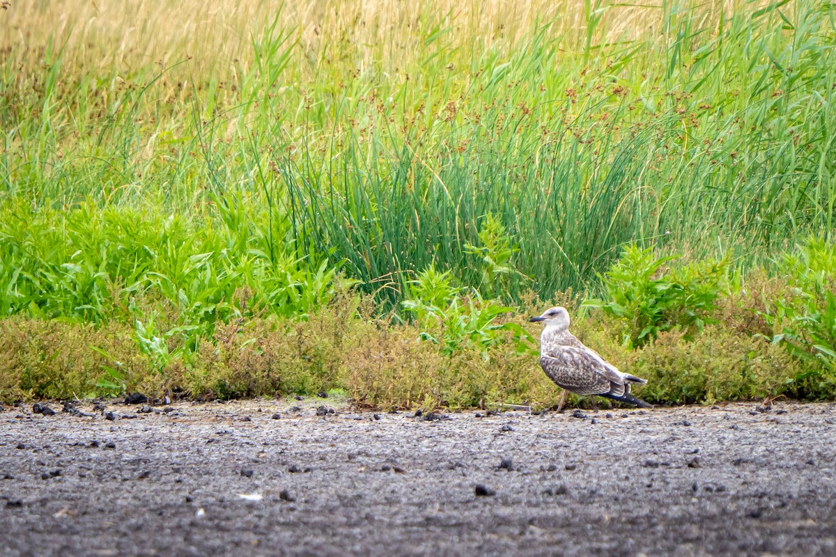gull sp. - ML638801349