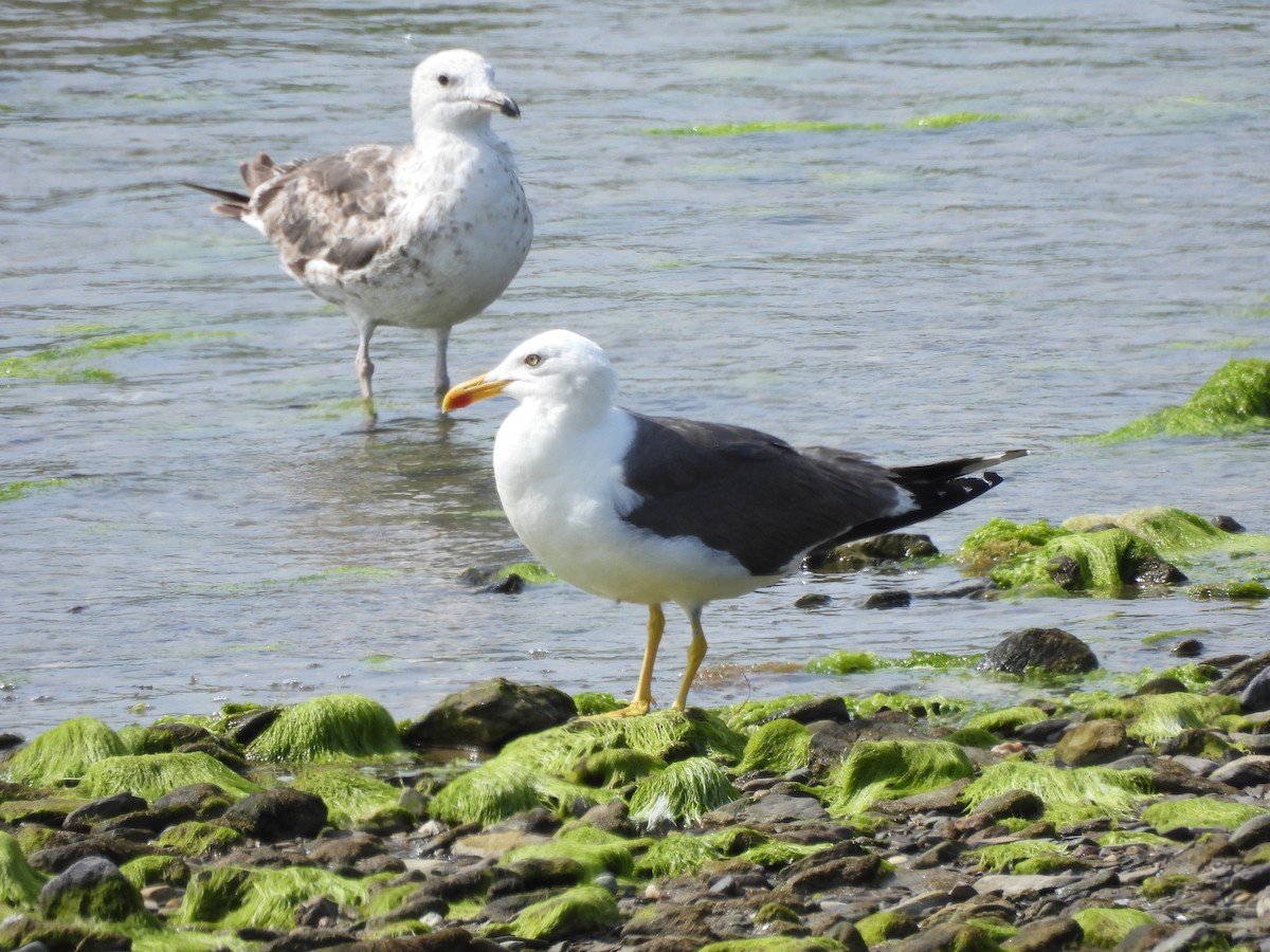 Lesser Black-backed Gull - ML638801365
