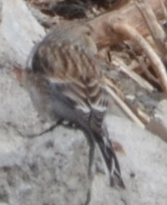 konopka žlutozobá - ML638801378