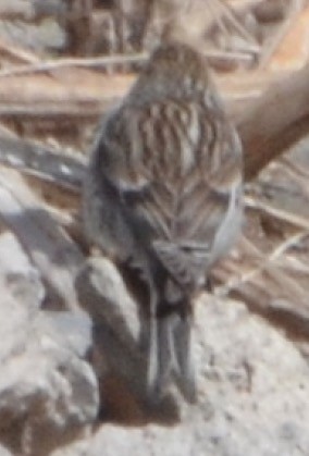 konopka žlutozobá - ML638801379