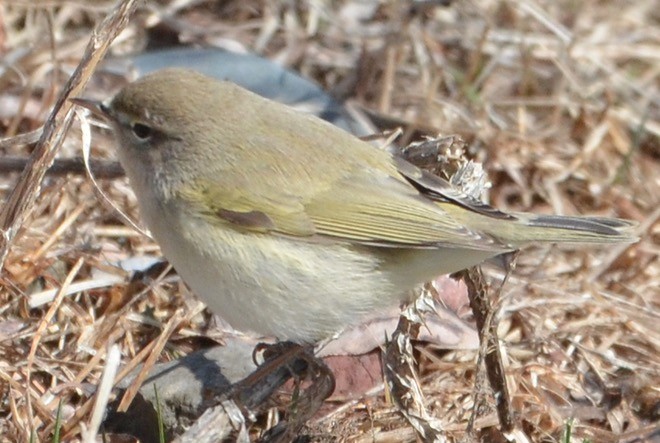 budníček menší - ML638801385