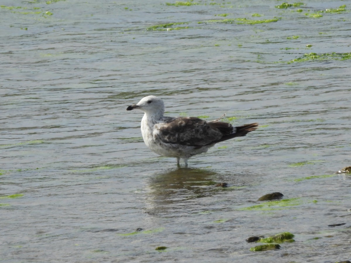 Lesser Black-backed Gull - ML638801389