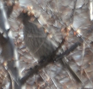 hýl velký - ML638801396