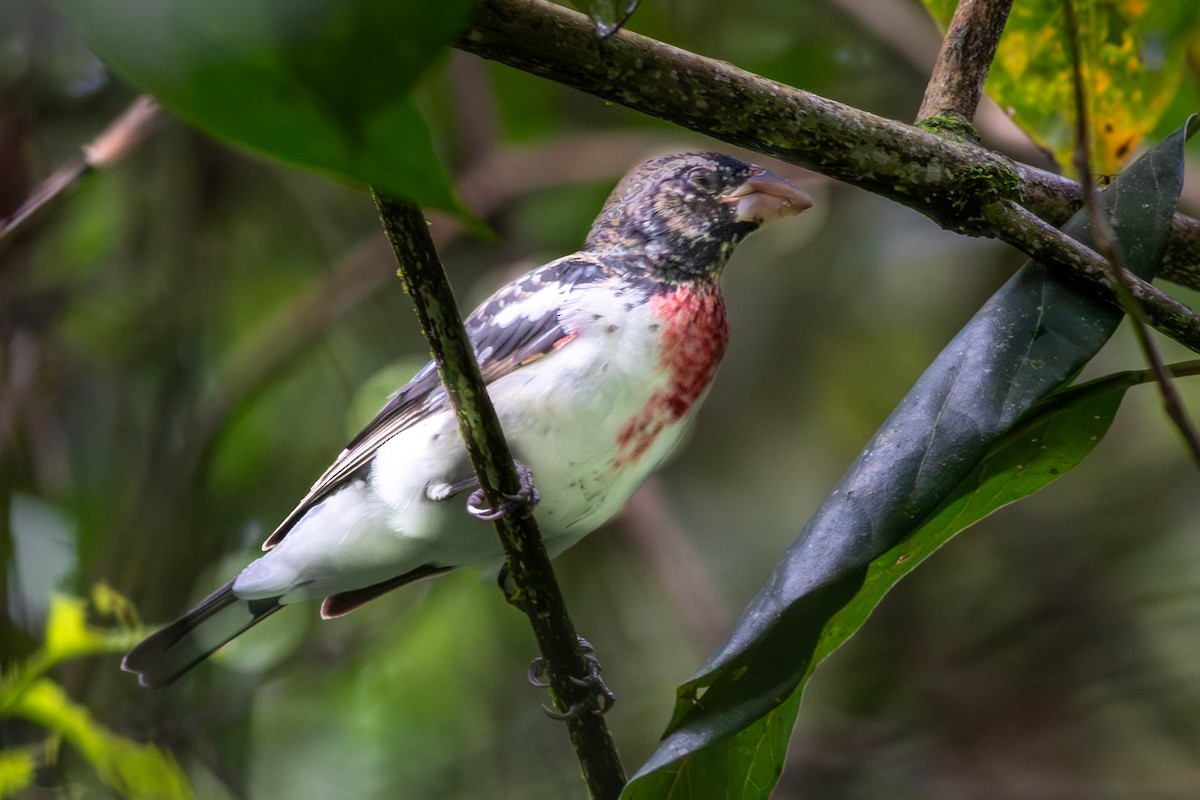 Rose-breasted Grosbeak - ML638801410