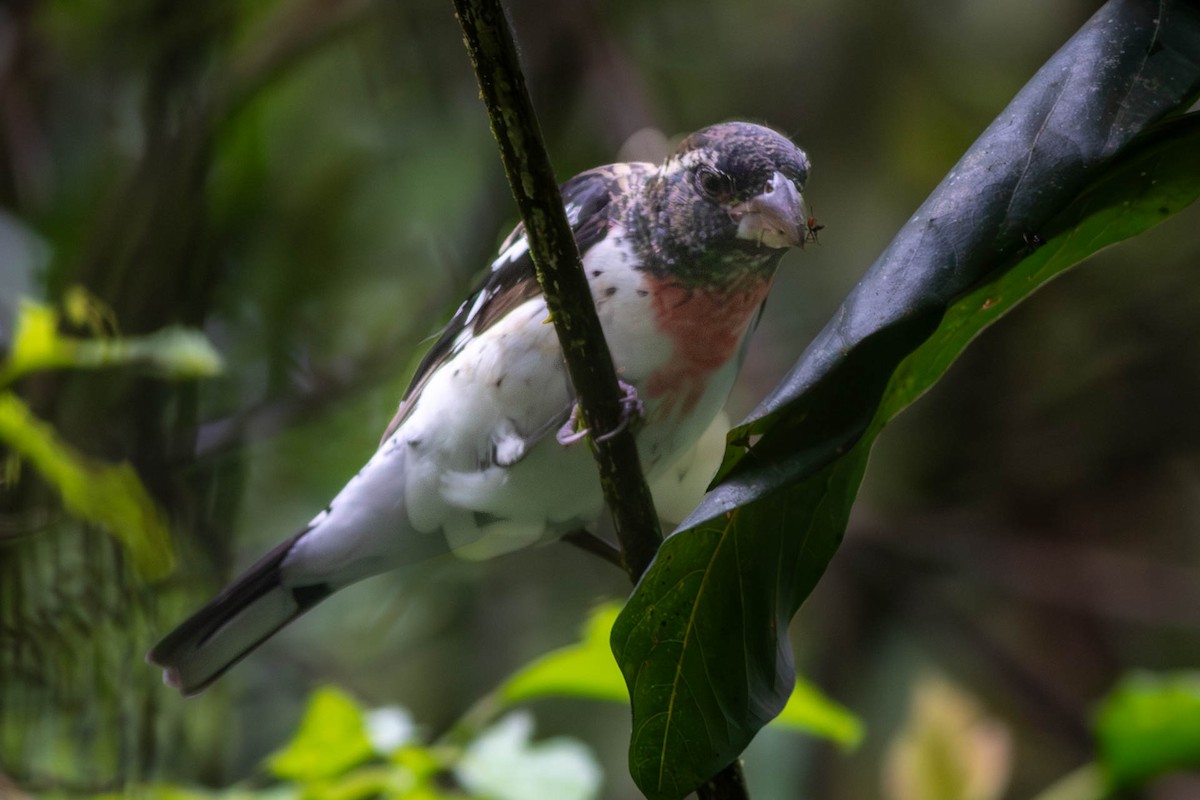 Rose-breasted Grosbeak - ML638801411