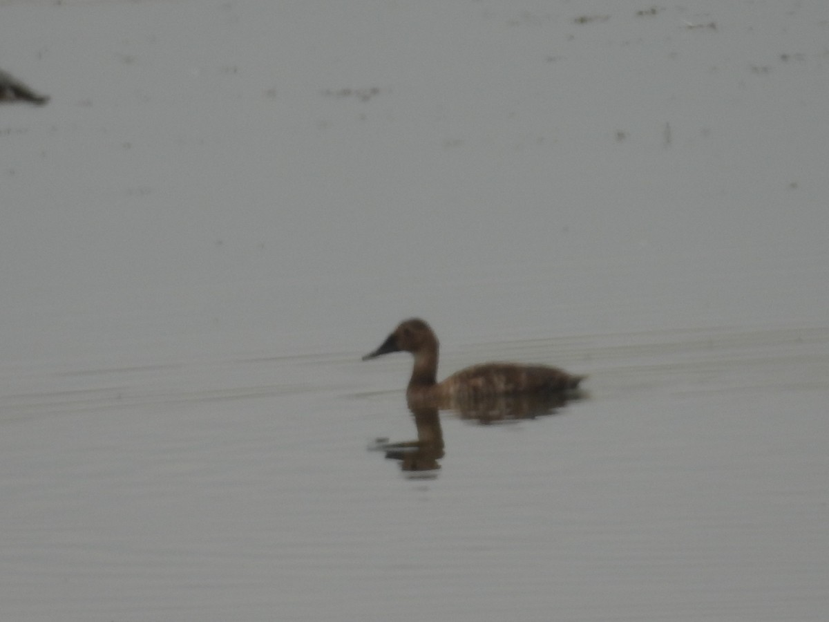 Canvasback - ML638801427