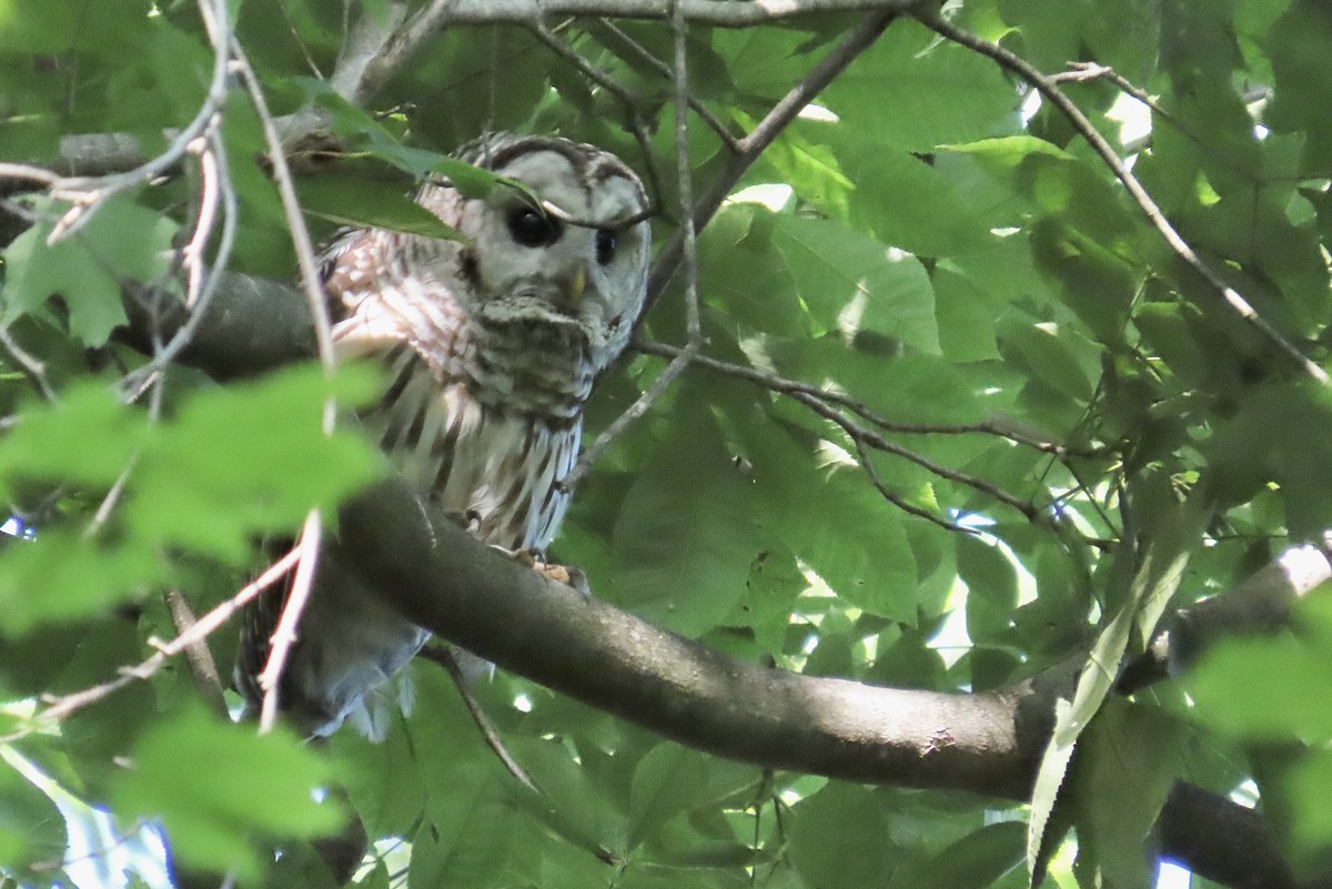 Barred Owl - ML638801439