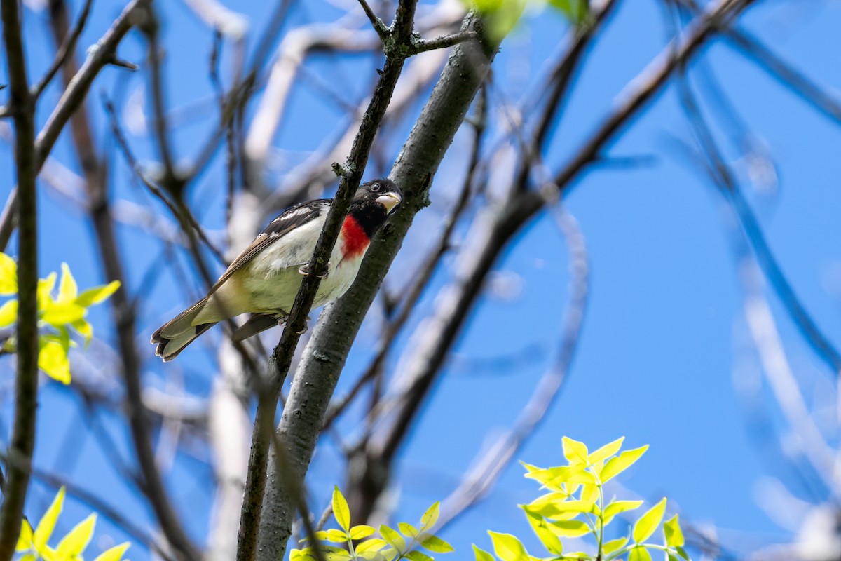 Rose-breasted Grosbeak - ML638801452
