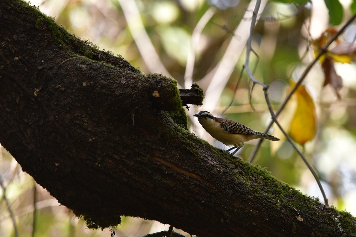 Rufous-backed Wren - ML638801503