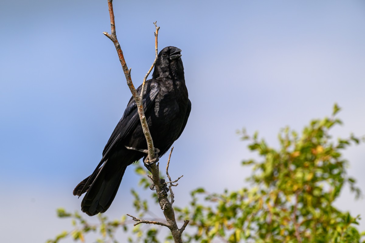 American Crow - ML638801583