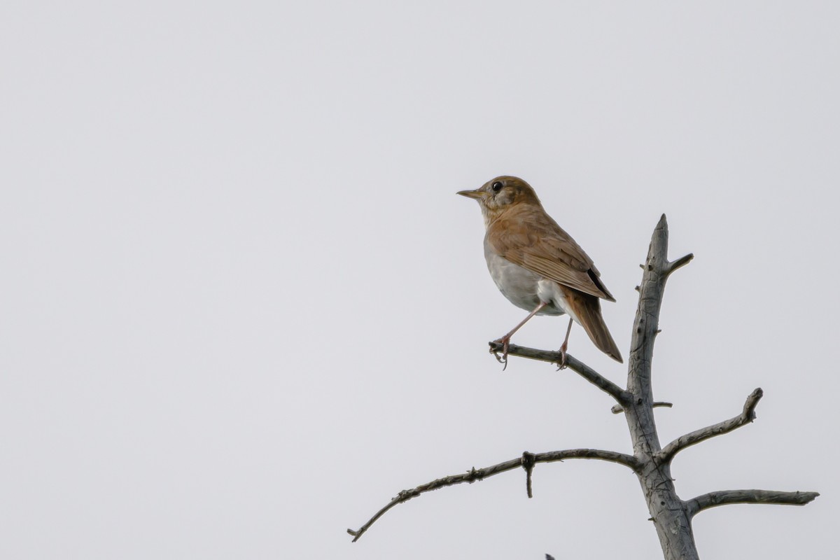 Veery - ML638801592
