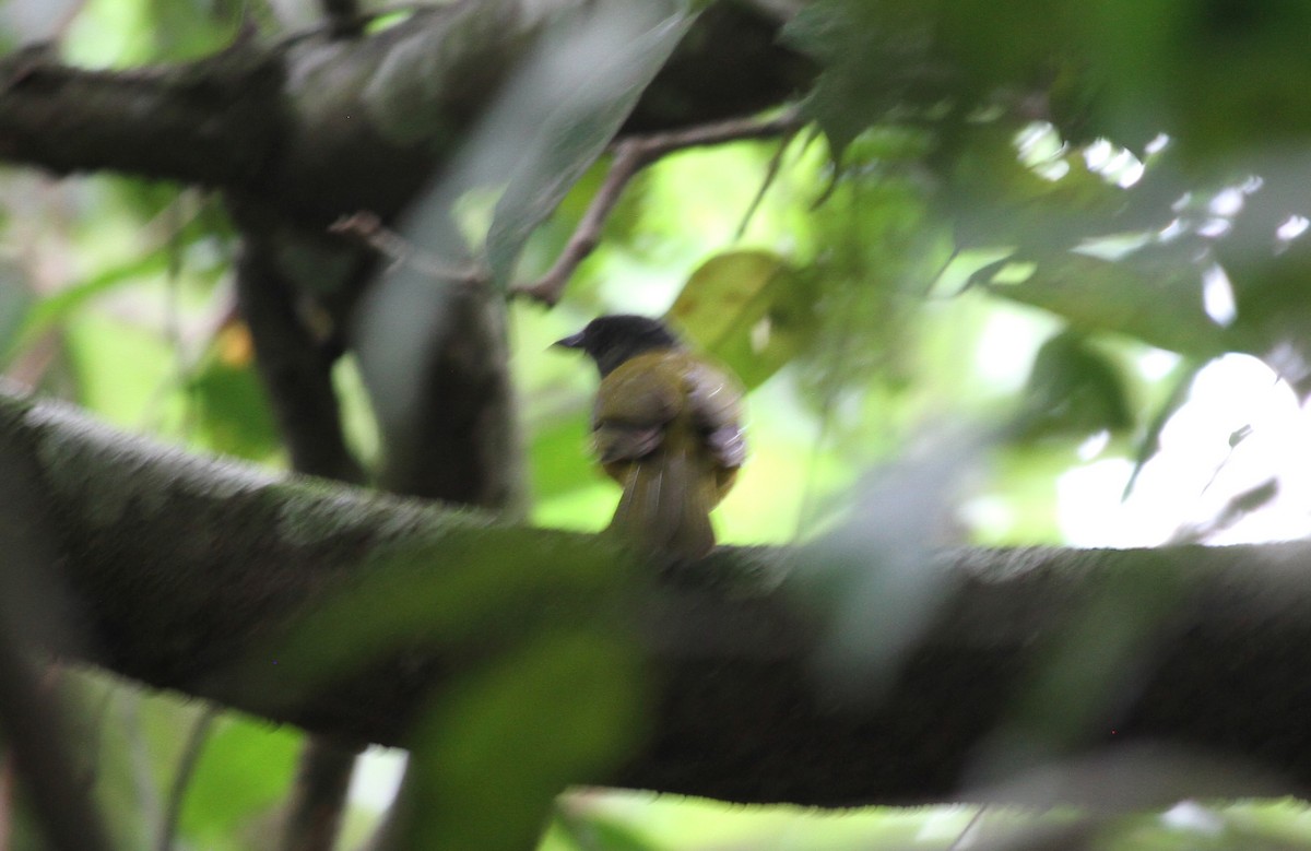 Gray-headed Tanager - ML638801612