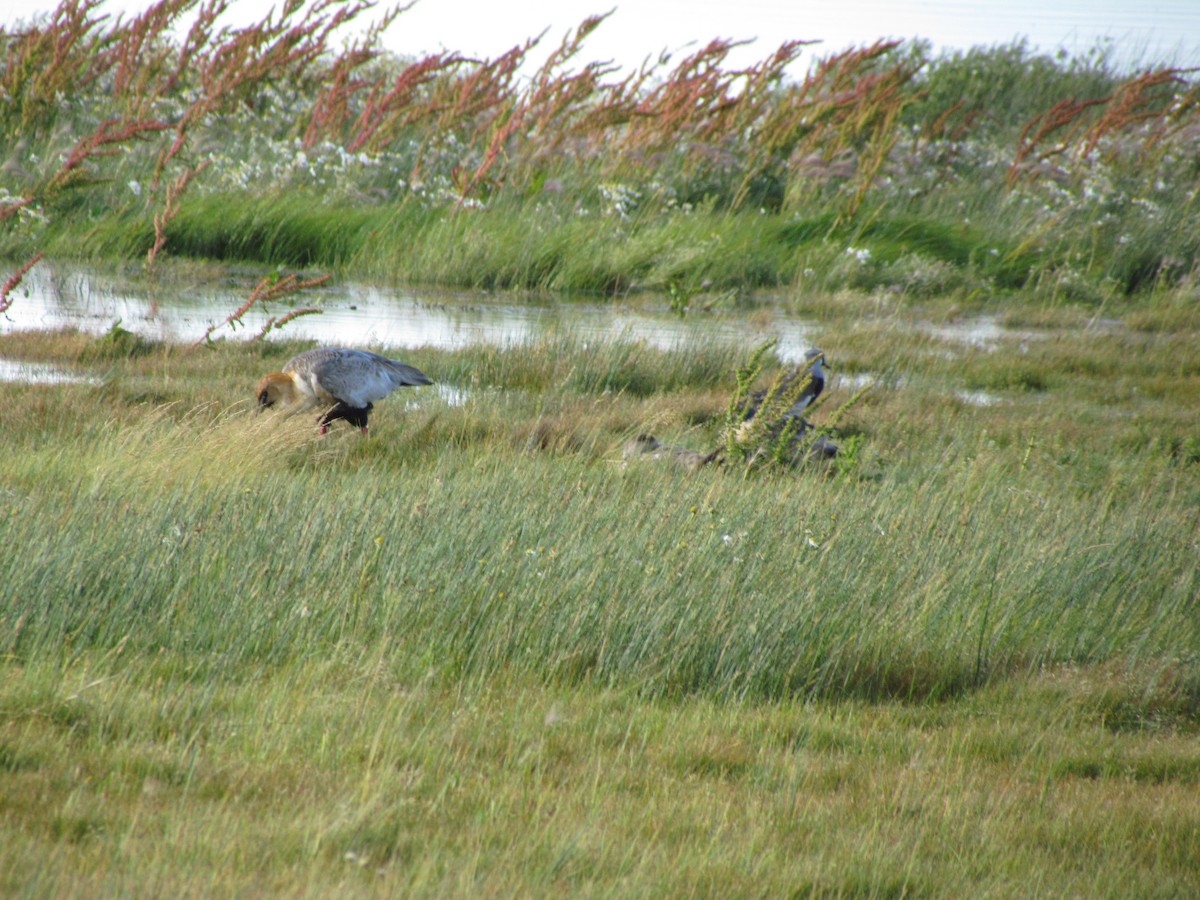 Black-faced Ibis - ML638801666