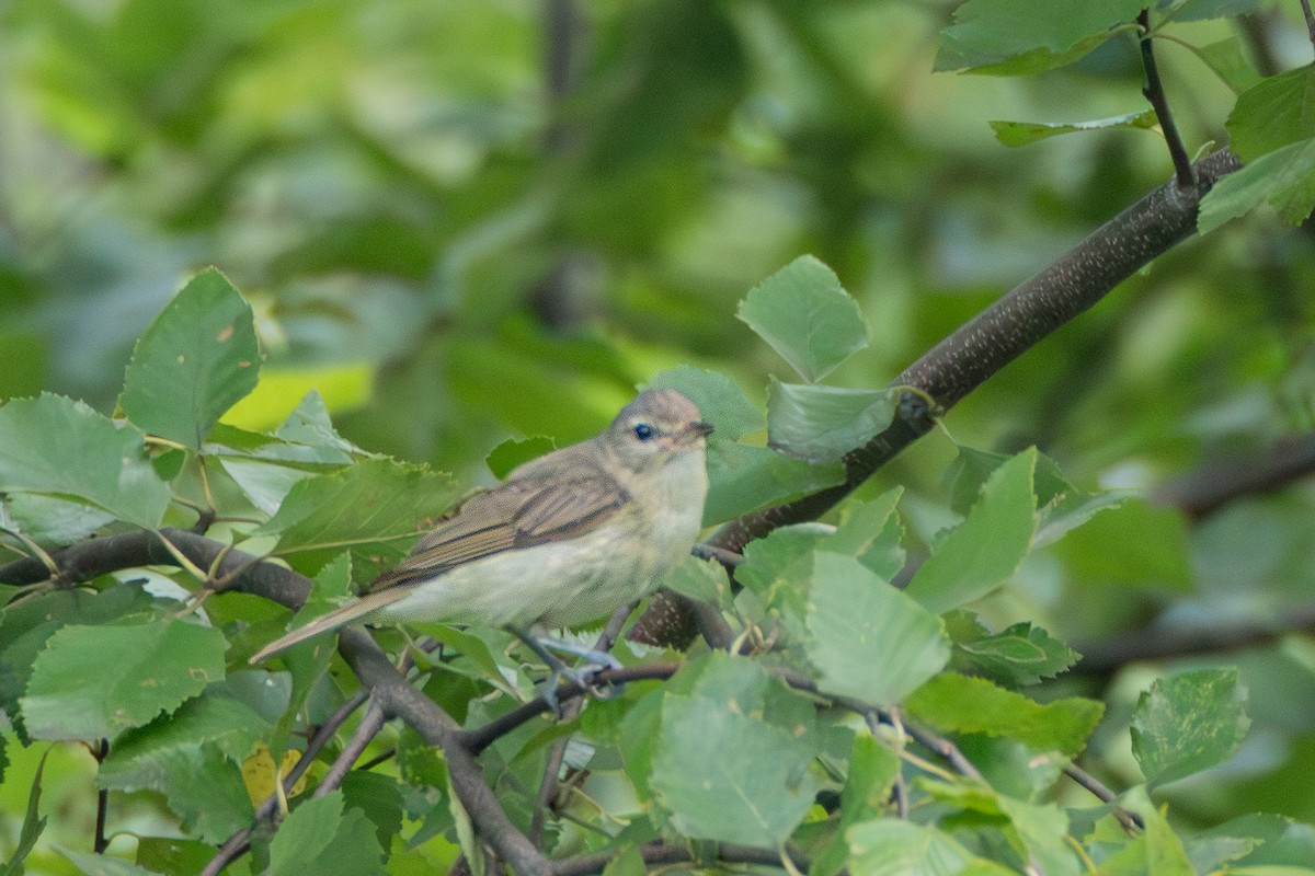 Warbling Vireo - ML638801681