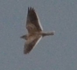 Calandra Lark - ML638801683