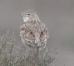 Calandra Lark - ML638801684