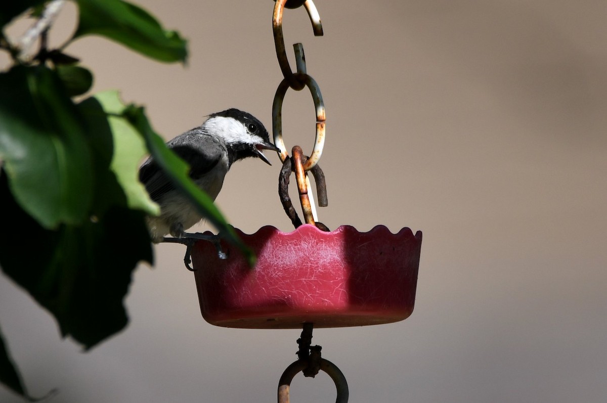 Carolina Chickadee - ML638801691