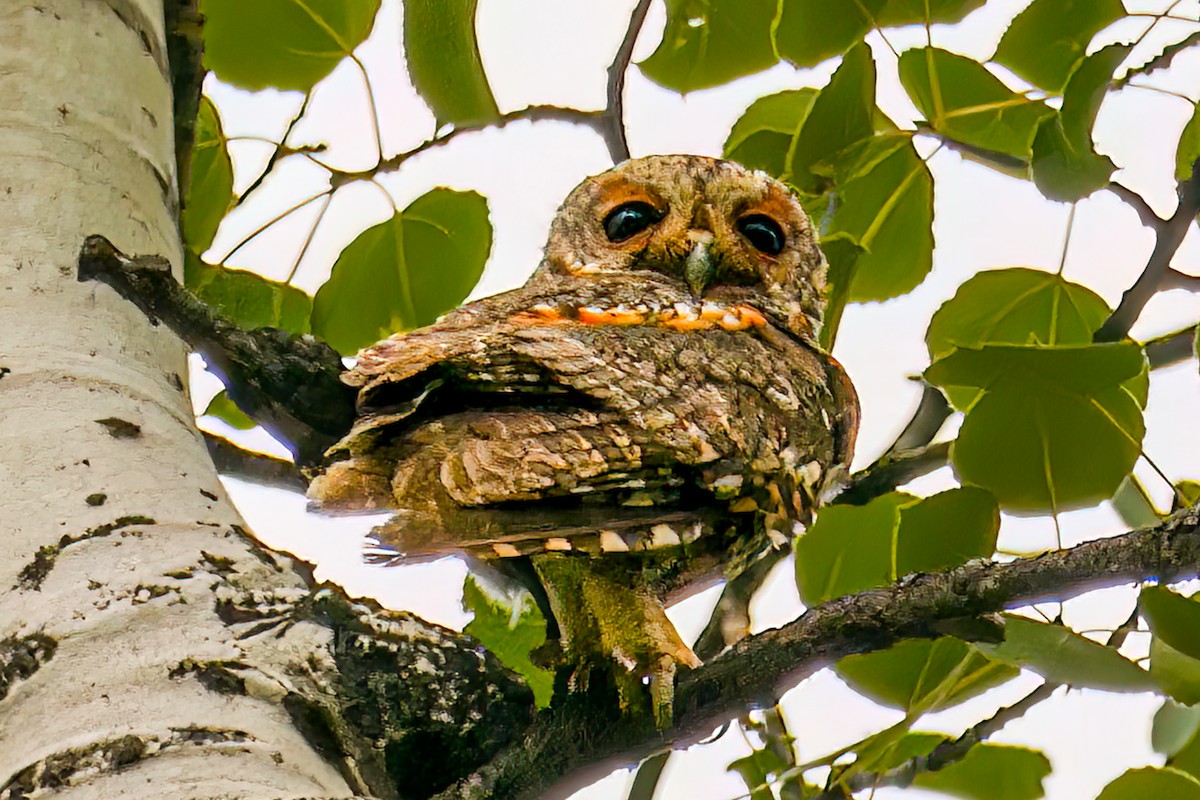 Flammulated Owl - ML638801697