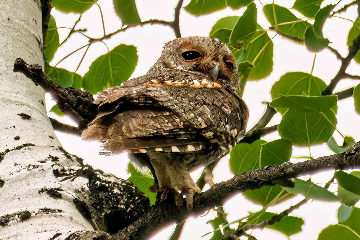 Flammulated Owl - ML638801698