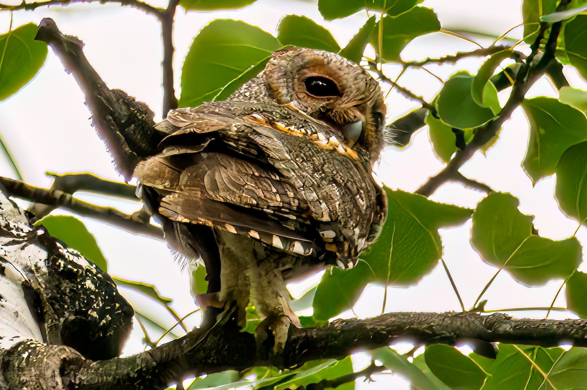 Flammulated Owl - ML638801699