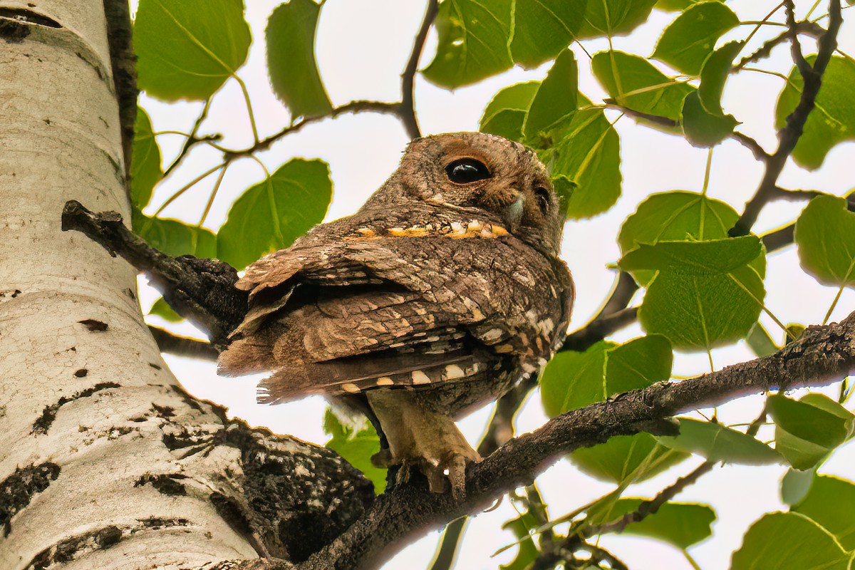 Flammulated Owl - ML638801700