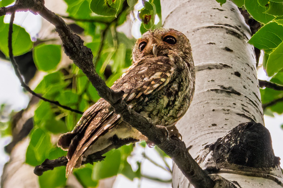 Flammulated Owl - ML638801701
