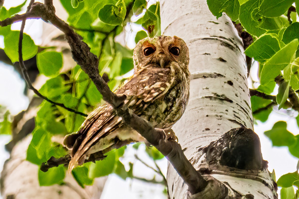 Flammulated Owl - ML638801702