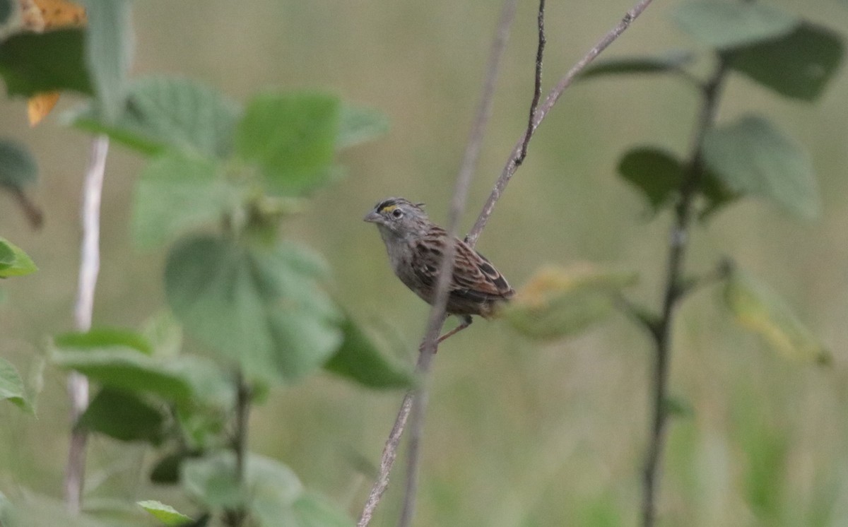 Grassland Sparrow - ML638801749