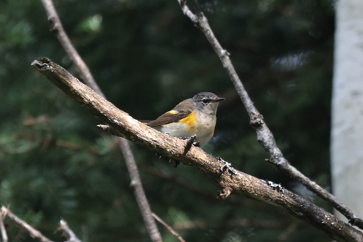 American Redstart - ML638801837