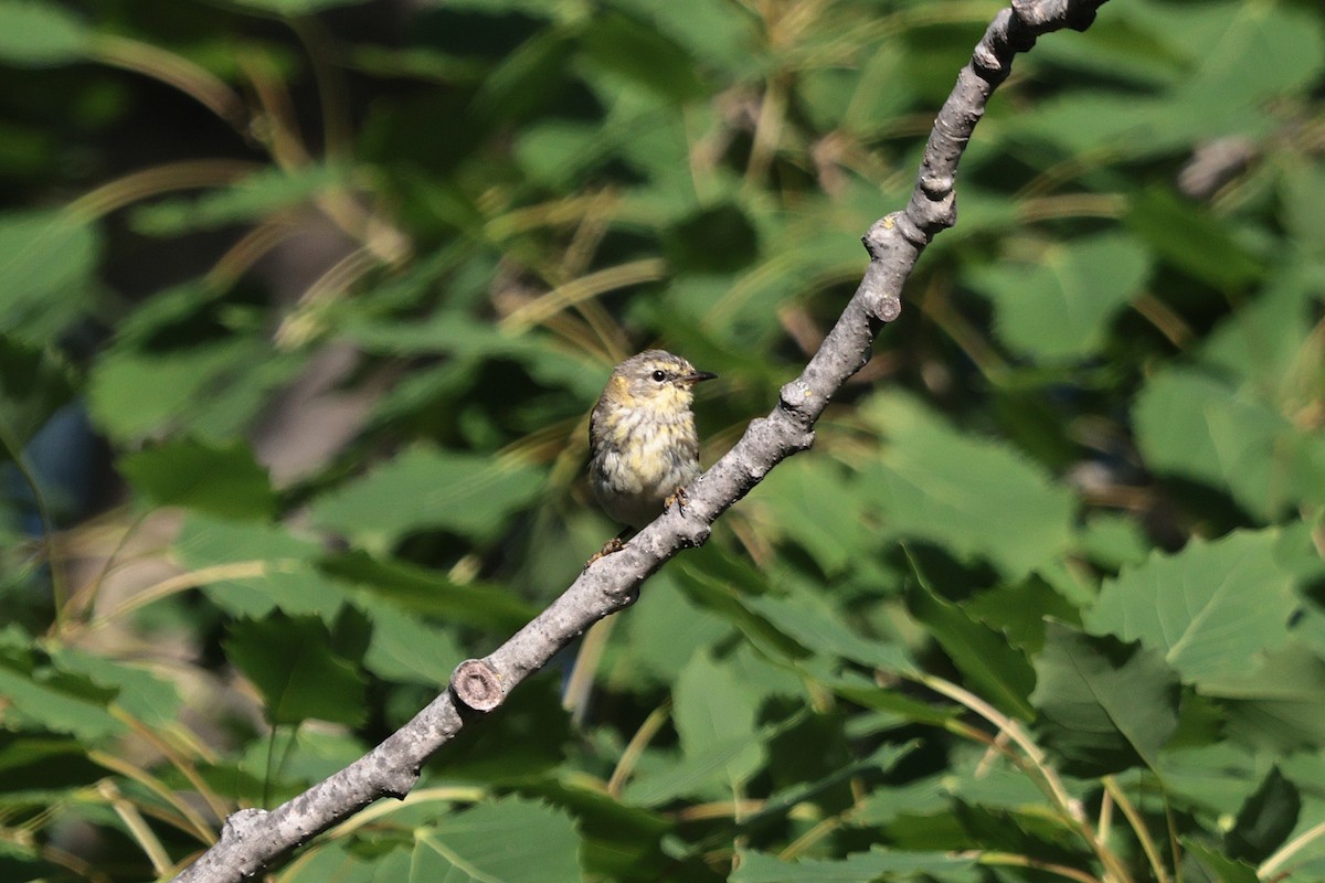 Cape May Warbler - ML638801854