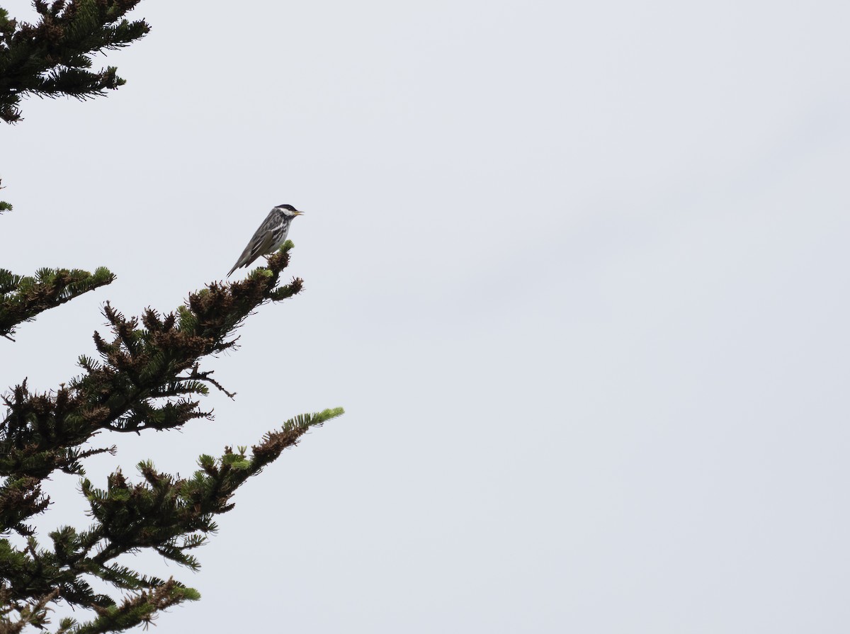 Blackpoll Warbler - ML638801891